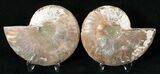 Polished Ammonite Pair - Million Years #15896-1